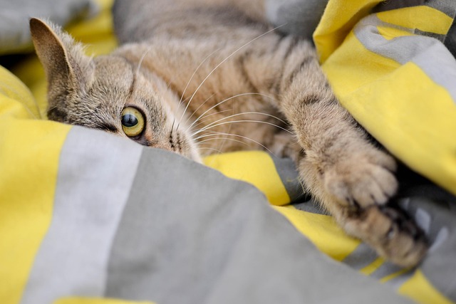 Cat Health Insurance That Actually Covers Vet Bills Tier One Guide 3 Discover the 10 best Health Insurance for Cats in 2025 that truly cover vet bills, accidents, and illnesses. Compare affordable cat insurance plans to keep your pet healthy and protected all year.