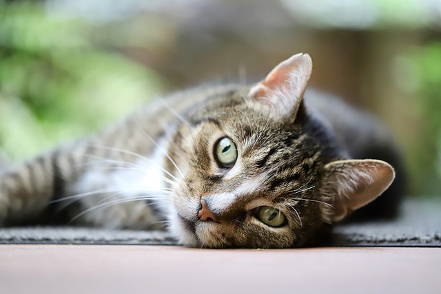 Cat Health Insurance That Actually Covers Vet Bills Tier One Guide 5 Find the best Health Insurance for Cats in 2025 with full vet bill coverage. Compare top-rated, affordable cat insurance plans for accidents, illnesses, and routine care to keep your feline safe.